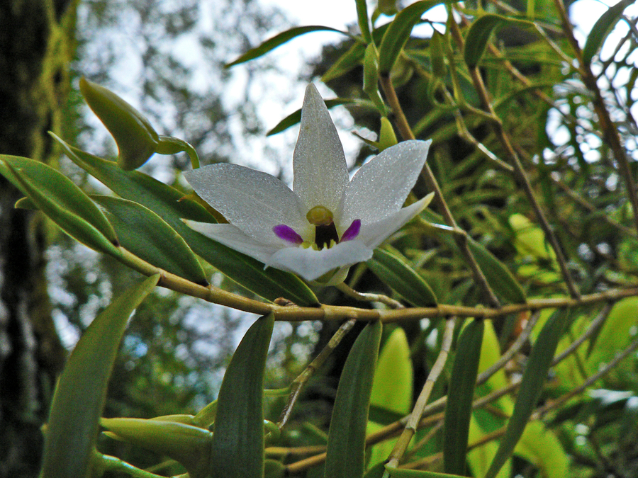 Dendrobium cunninghamii