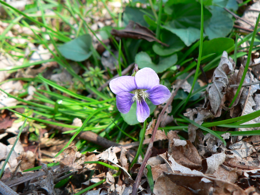 Viola papilionacea