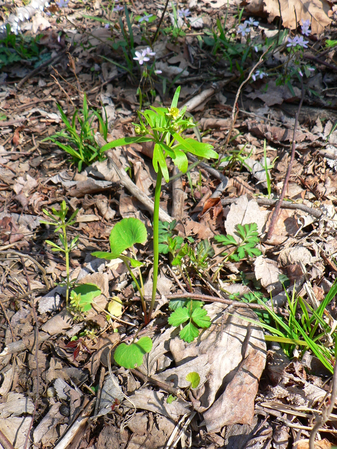 Ranunculus abortivus