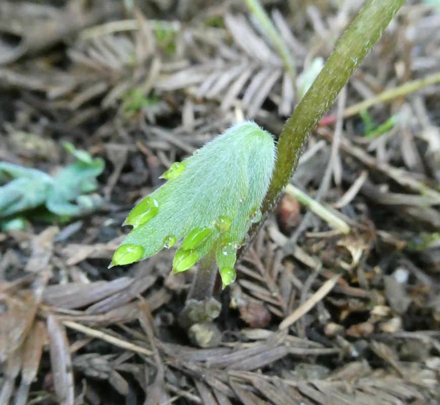 Hydrophyllum tenuipes