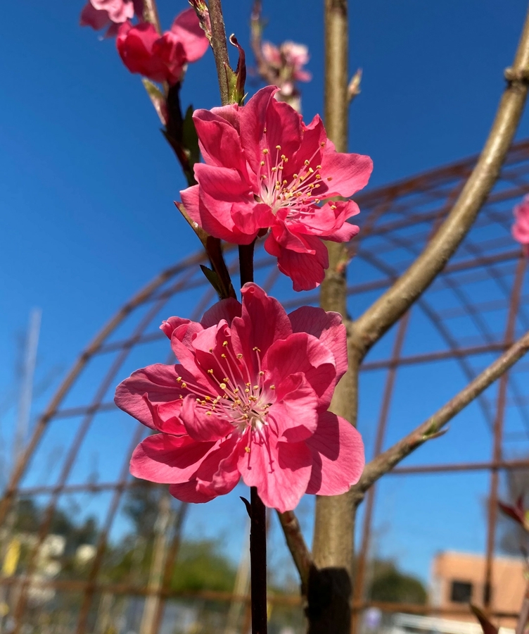 Prunus persica