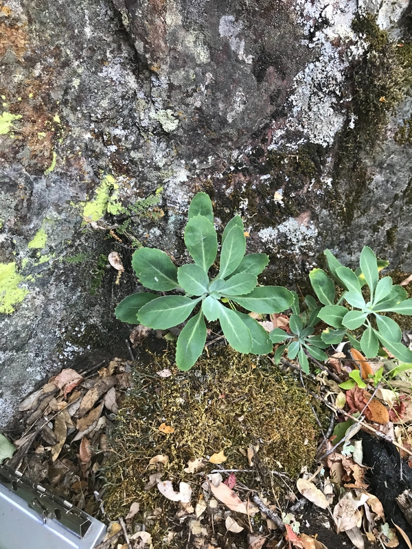 Streptanthus tortuosus ssp. truei Streptanthus tortuosus ssp. truei