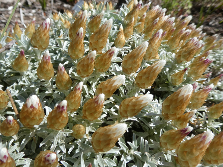 Helichrysum retortum
