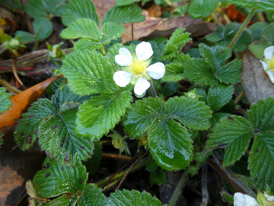 Fragaria moupinensis