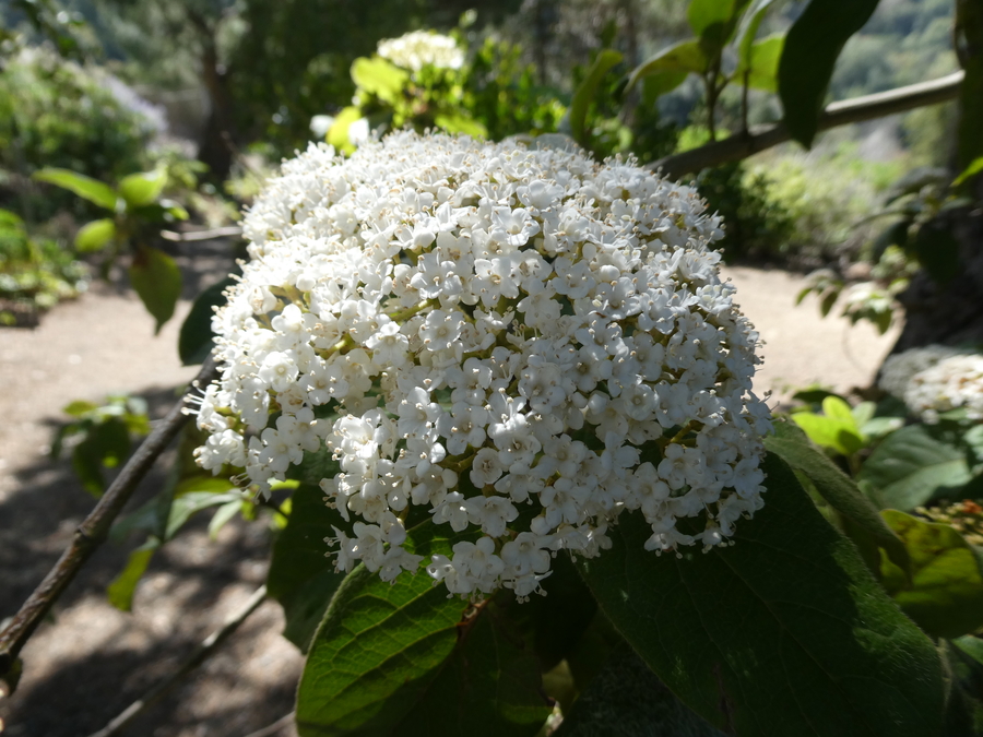 Viburnum rugosum