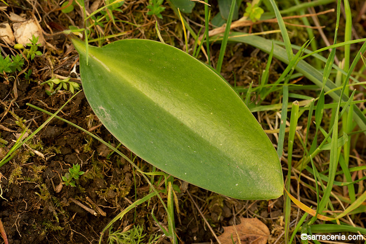 Fritillaria lanceolata var. tristulis
