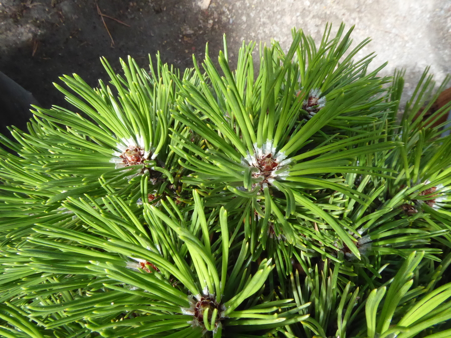 Pinus heldreichii