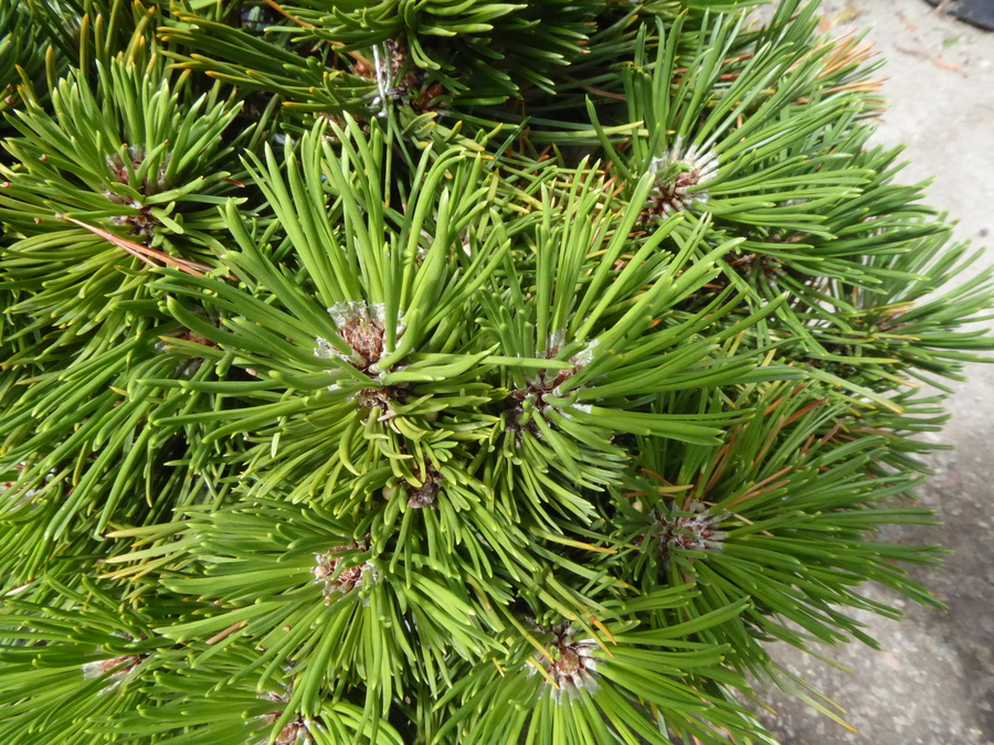Pinus heldreichii