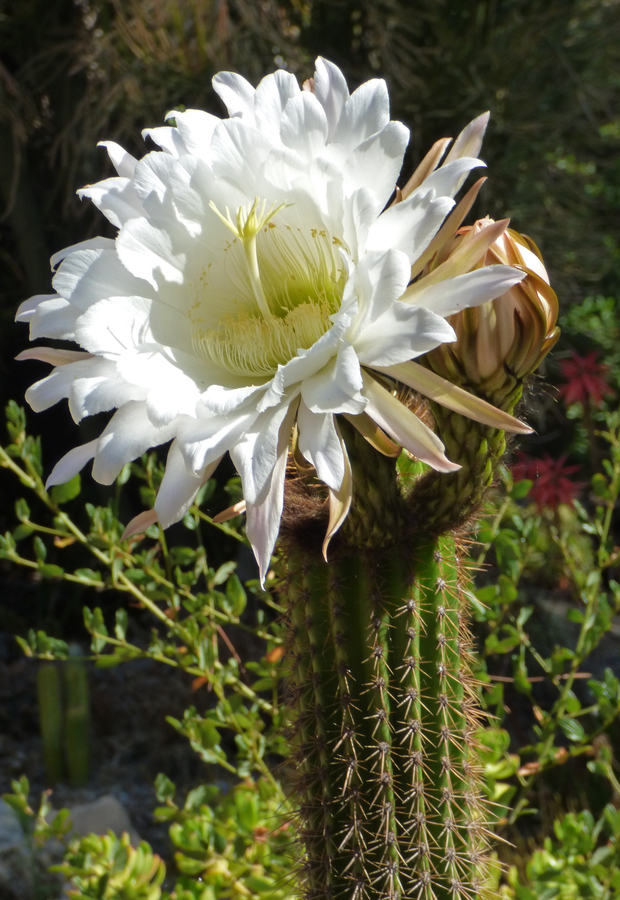 Echinopsis spachiana