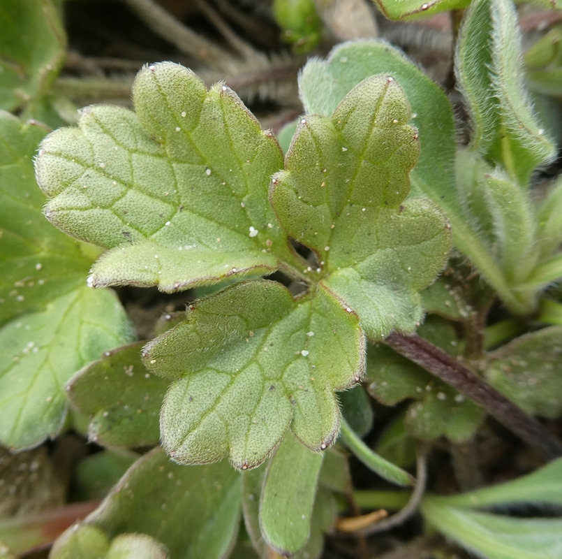 Ranunculus californicus var. cuneatus