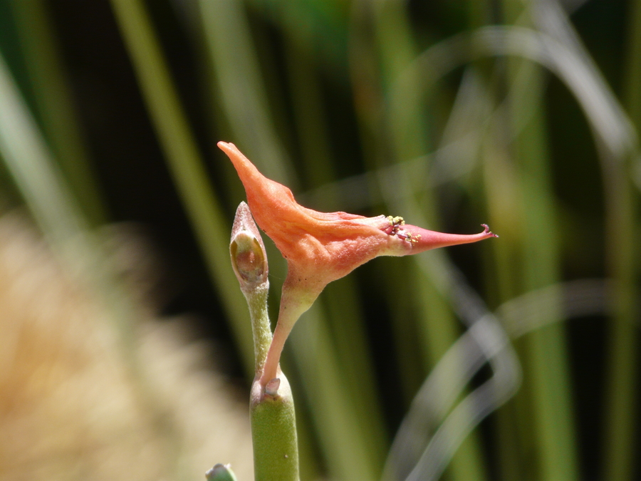 Pedilanthus macrocarpus