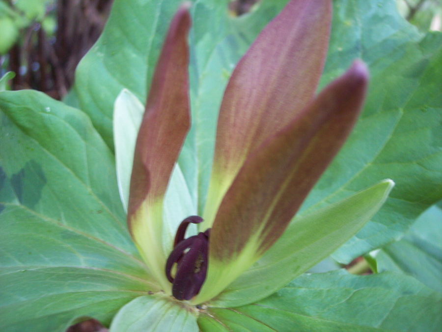 Trillium chloropetalum