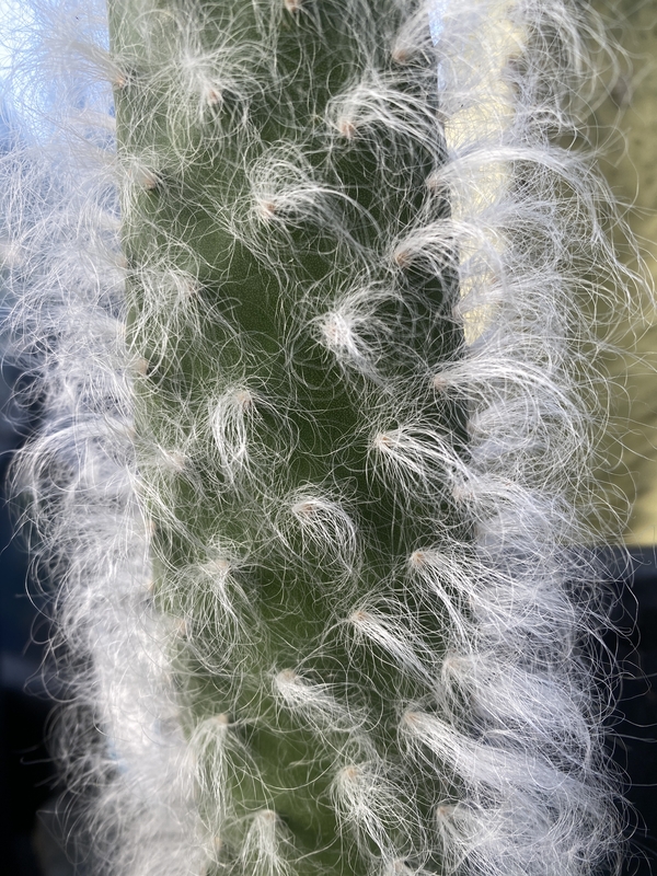 Opuntia erinacea