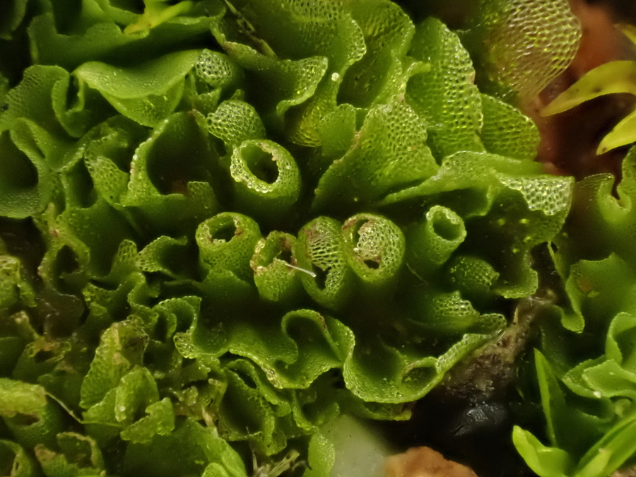 Geothallus tuberosus Geothallus tuberosus