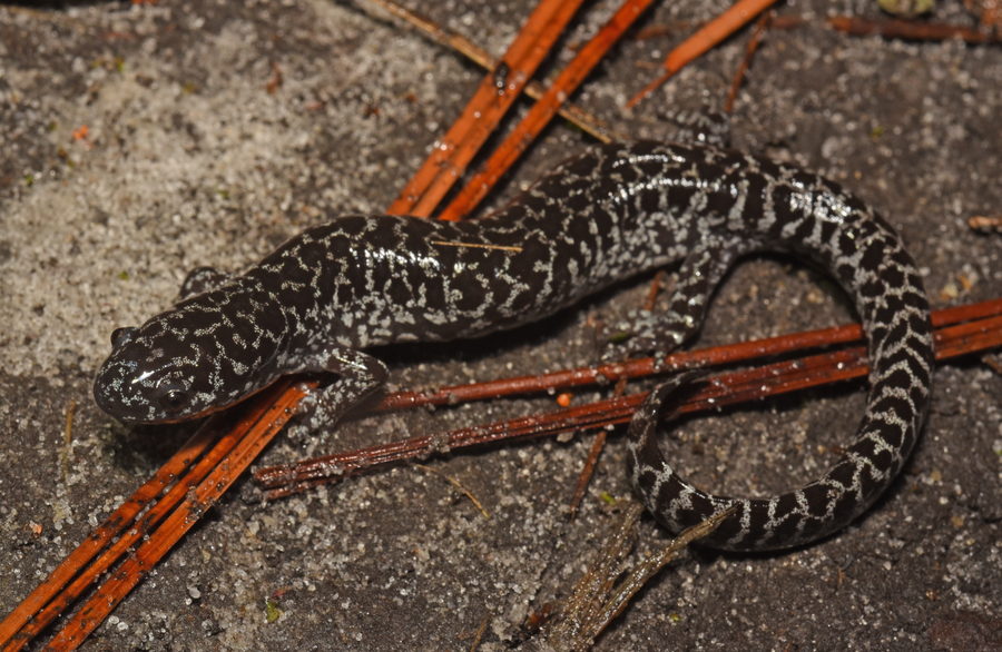 Ambystoma bishopi Ambystoma bishopi