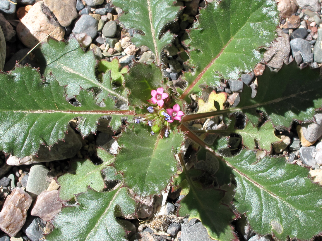 Aliciella latifolia