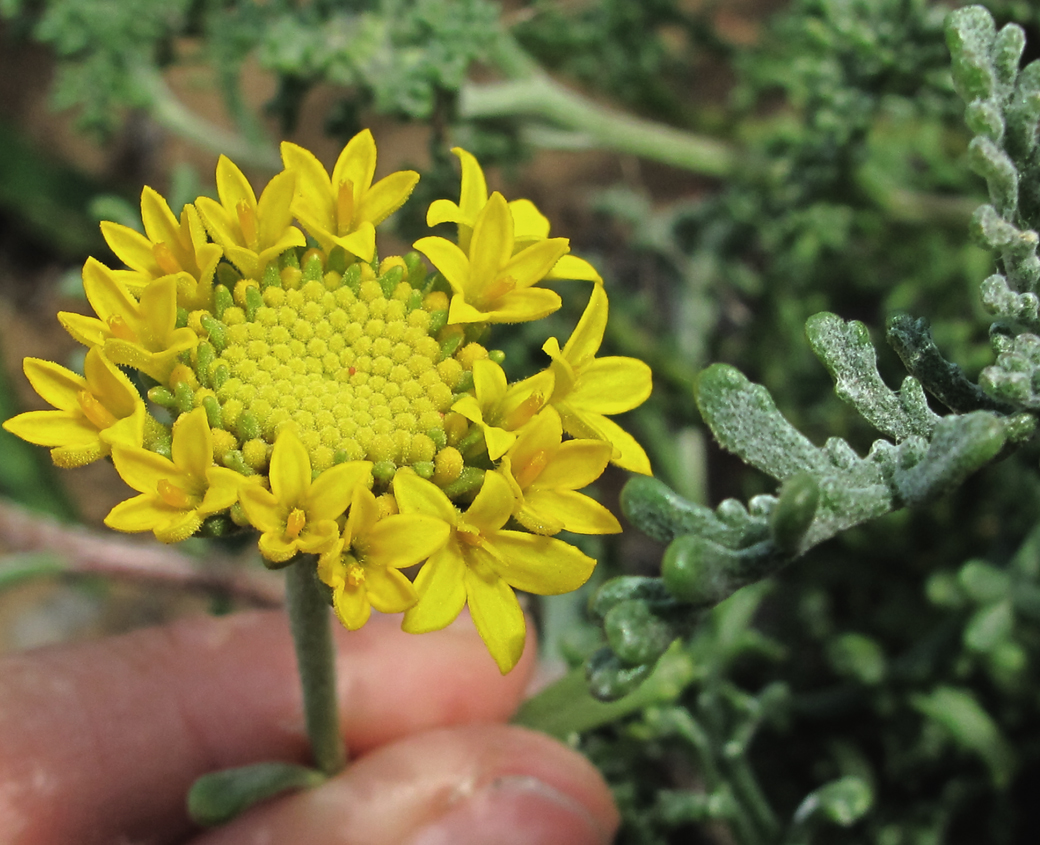 Chaenactis glabriuscula var. orcuttiana