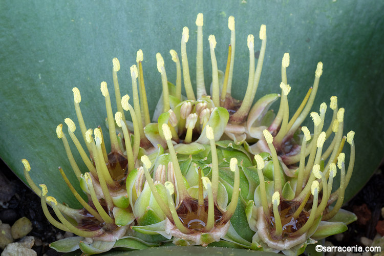 Massonia depressa