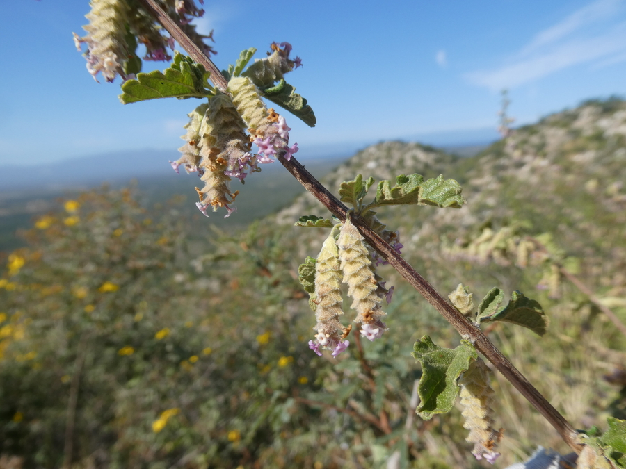 Lippia palmeri