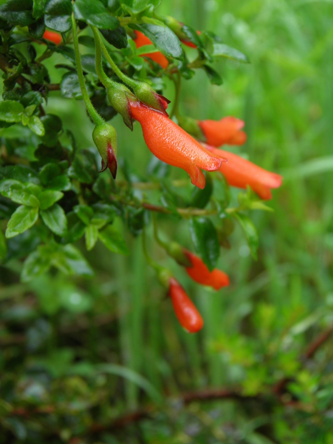 Mitraria coccinea