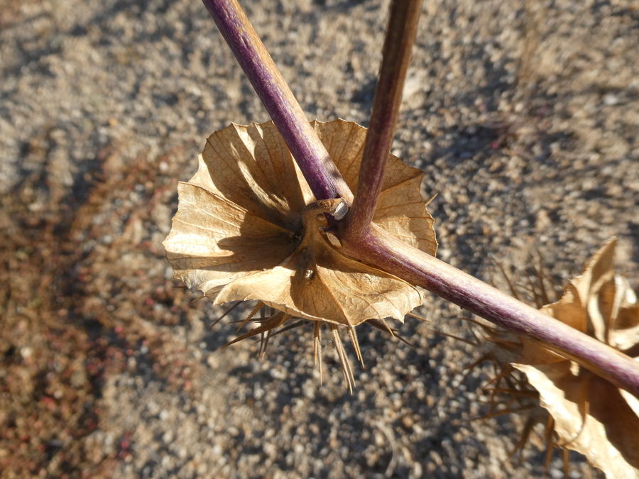 Datura discolor