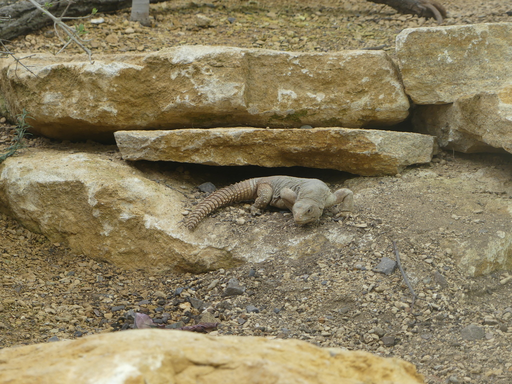 Uromastyx aegyptia