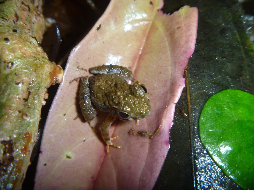 Phrynobatrachus annulatus Phrynobatrachus annulatus