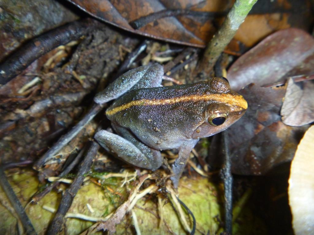 Phrynobatrachus liberiensis Phrynobatrachus liberiensis