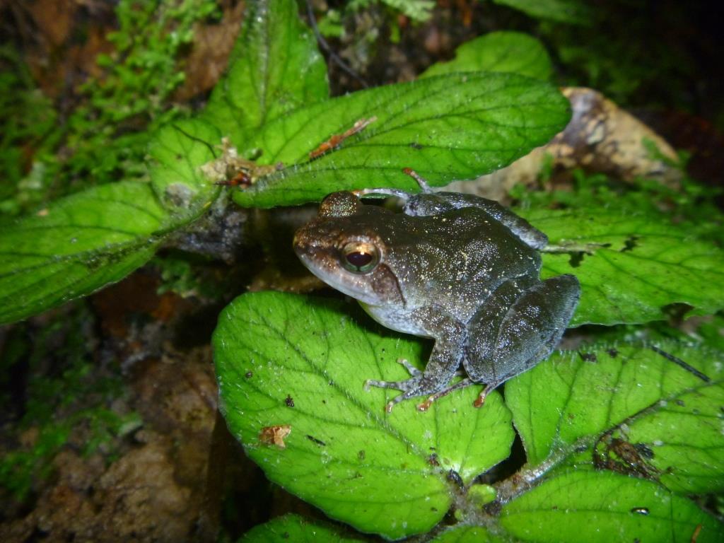Phrynobatrachus liberiensis Phrynobatrachus liberiensis