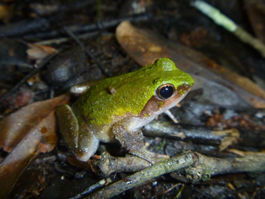 Phrynobatrachus liberiensis Phrynobatrachus liberiensis