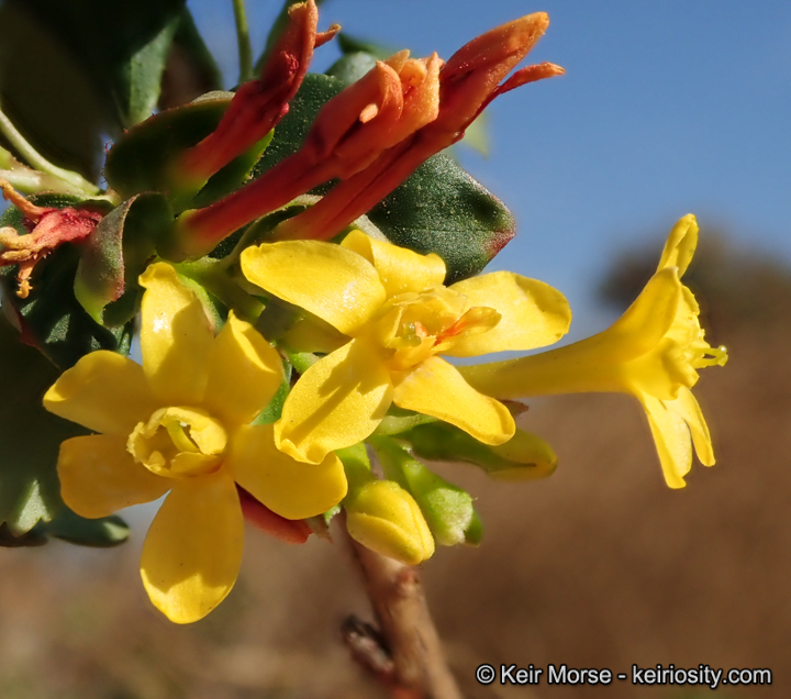 Ribes aureum var. gracillimum