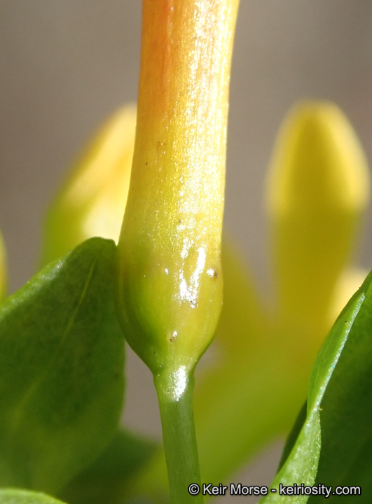 Ribes aureum var. gracillimum