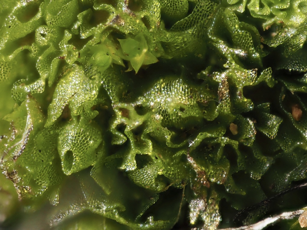 Geothallus tuberosus Geothallus tuberosus