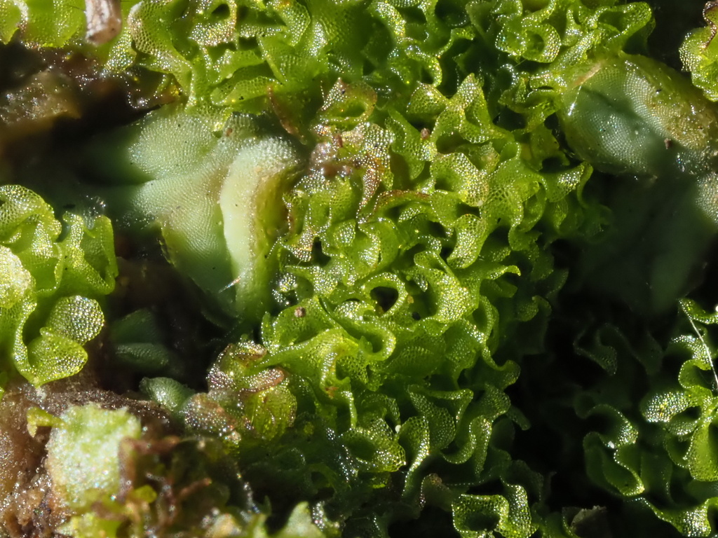 Geothallus tuberosus Geothallus tuberosus