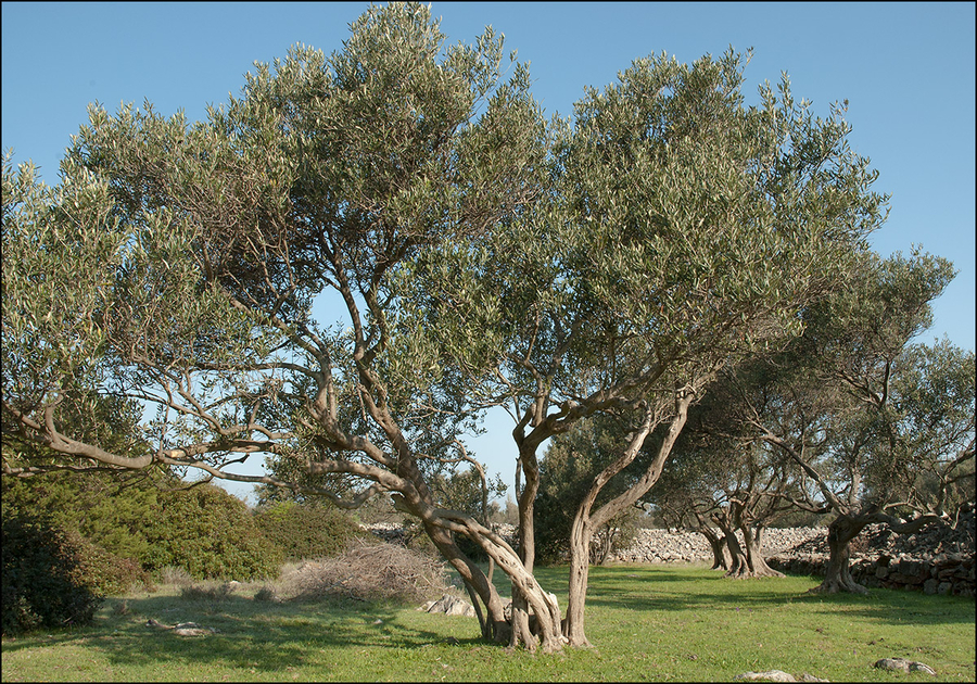 Olea europaea