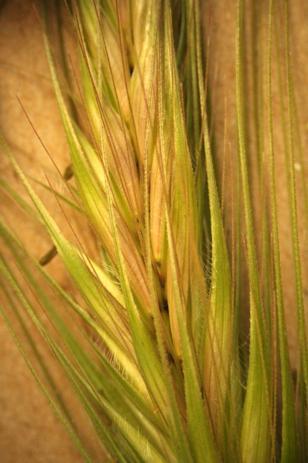 Hordeum murinum ssp. leporinum