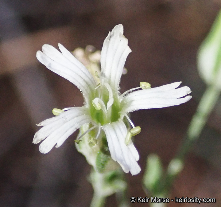 Silene aperta