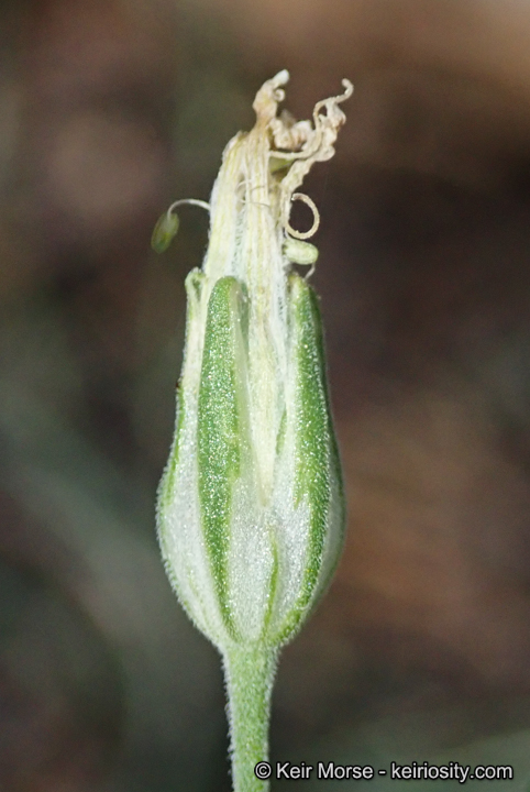 Silene aperta
