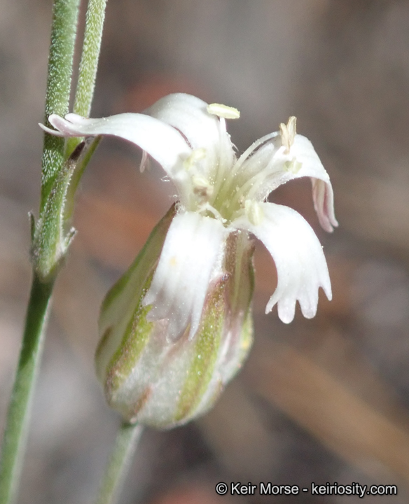 Silene aperta