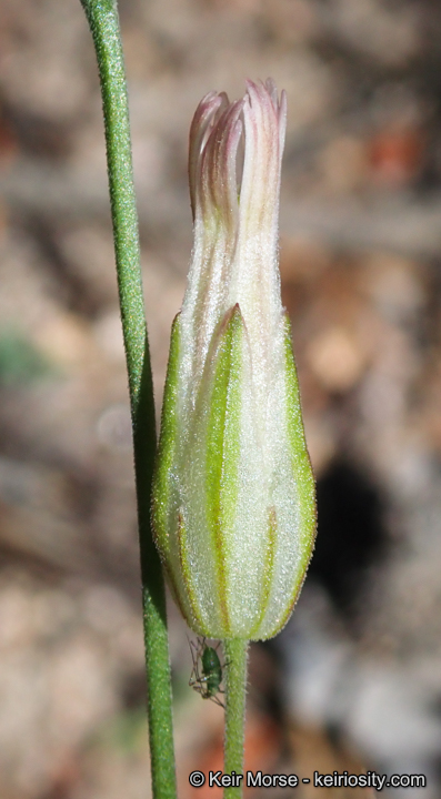 Silene aperta