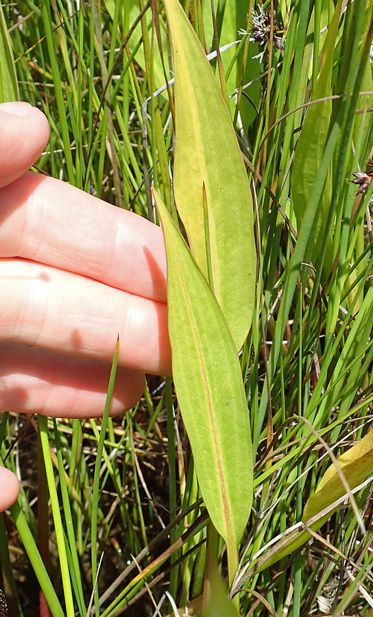 Alisma lanceolatum Alisma lanceolatum