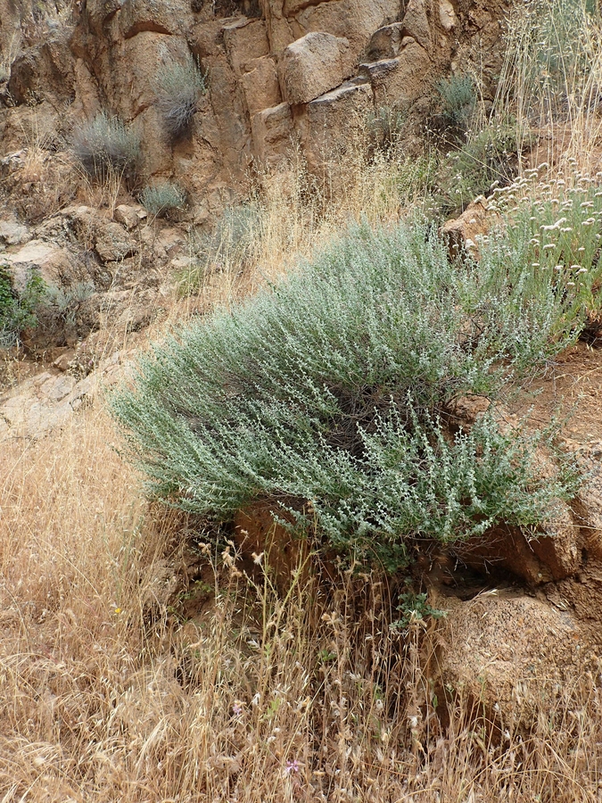 Brickellia nevinii Brickellia nevinii