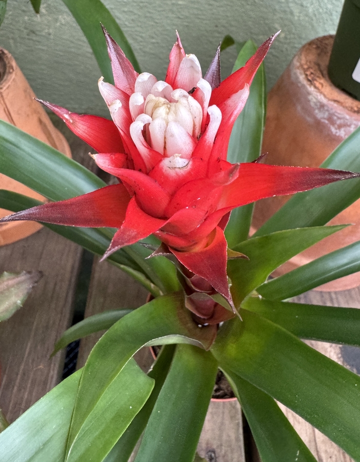 Guzmania sp.