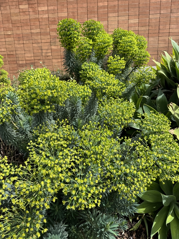 Euphorbia characias