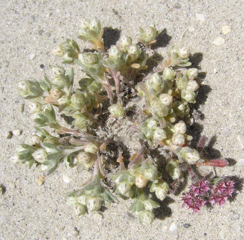Stylocline gnaphaloides