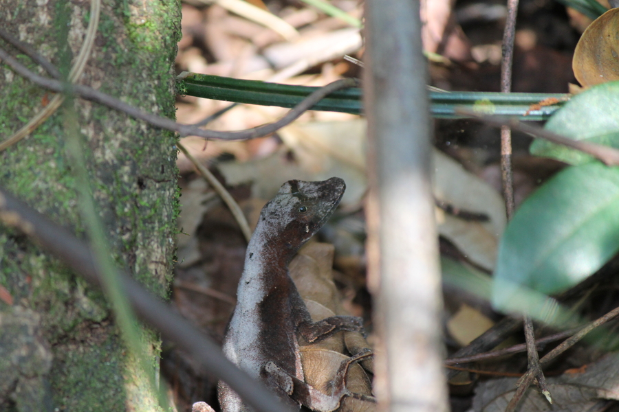 Anolis meridionalis Anolis meridionalis