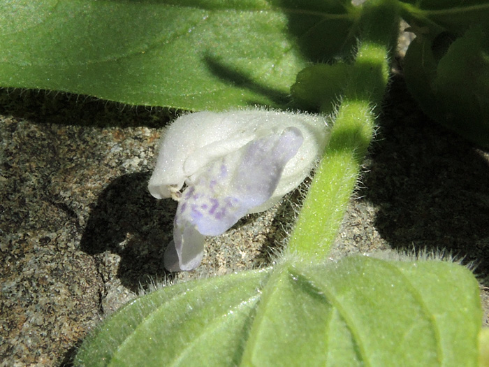 Scutellaria bolanderi ssp. bolanderi Scutellaria bolanderi ssp. bolanderi