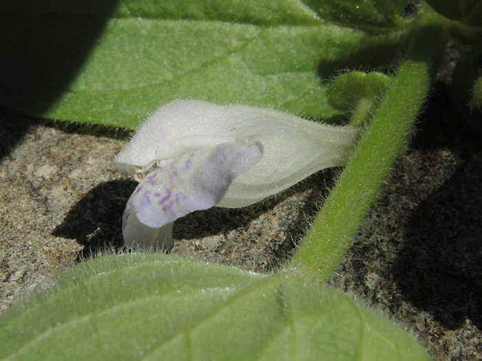 Scutellaria bolanderi ssp. bolanderi Scutellaria bolanderi ssp. bolanderi