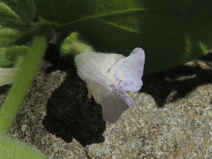 Scutellaria bolanderi ssp. bolanderi Scutellaria bolanderi ssp. bolanderi