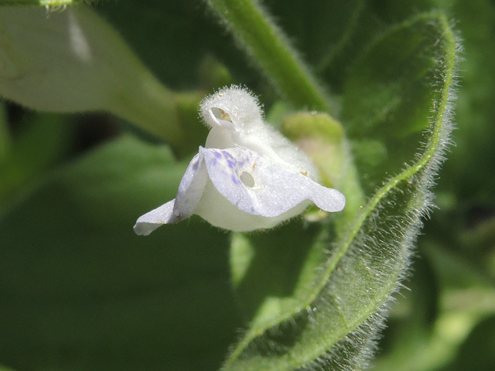Scutellaria bolanderi ssp. bolanderi Scutellaria bolanderi ssp. bolanderi